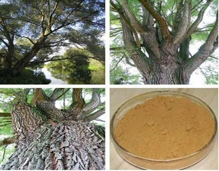 white Willow Bark Powder Supplier