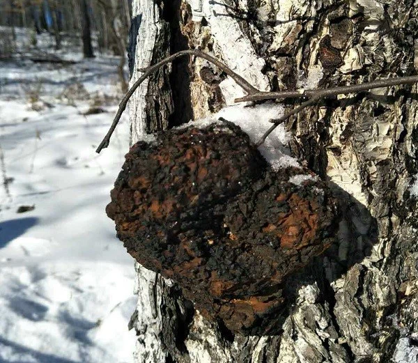 Organic Chaga Mushroom Hmoov: Zoo, Purity, thiab Traceability