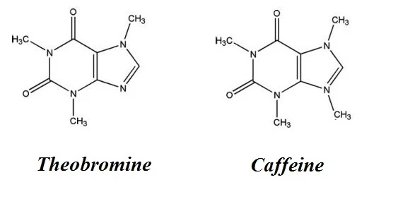 Theobromine vs Caffeine
