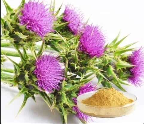 Mis Thistle 80 Silymarin