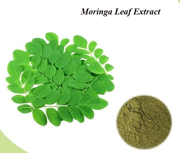 Moringa Nplooj Extract