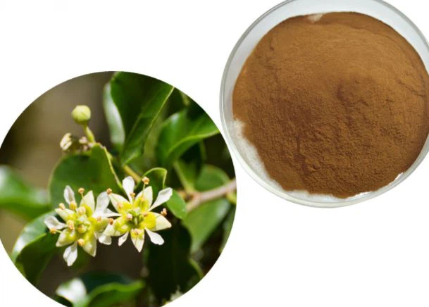 Quillaja Saponaria hmoov