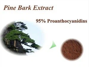 Pinus Massoniana Tawv Extract