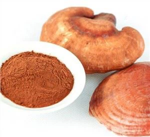 Reishi Extract Hmoov