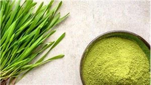 Wheatgrass Hmoov Rau Poob Ceeb Toom