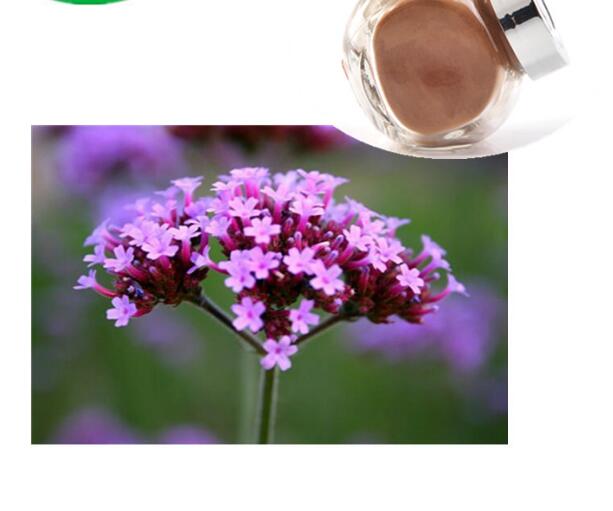 Verbena Officinalis Extract