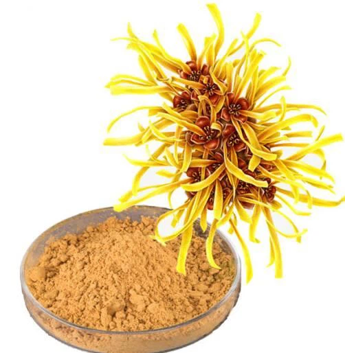 Hamamelis Virginiana Witch Hazel Nplooj Extract