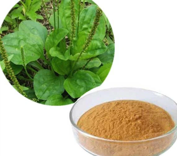 Plantago Asiatica Extract