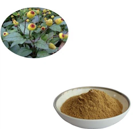 Spilanthes Acmella Extract hmoov